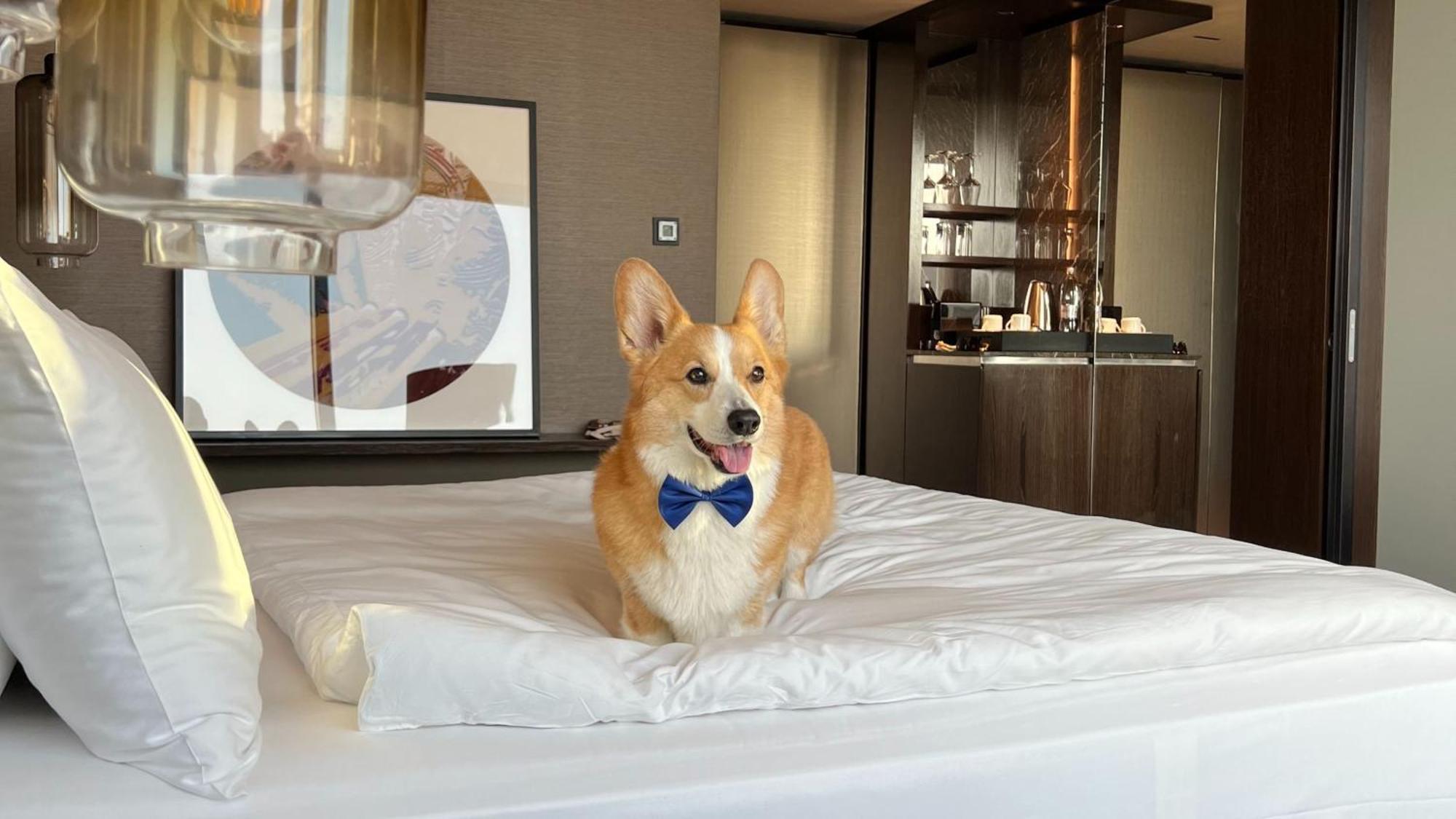 卢布尔雅那洲际酒店 外观 照片 A dog at the Mandarin Oriental, Hong Kong